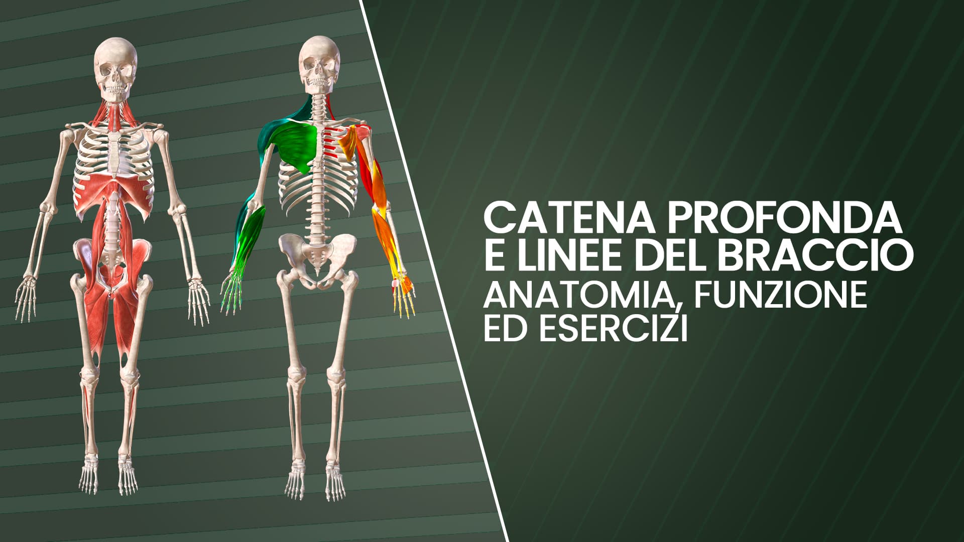 Catena profonda e linee dell'arto superiore: anatomia, esercizi