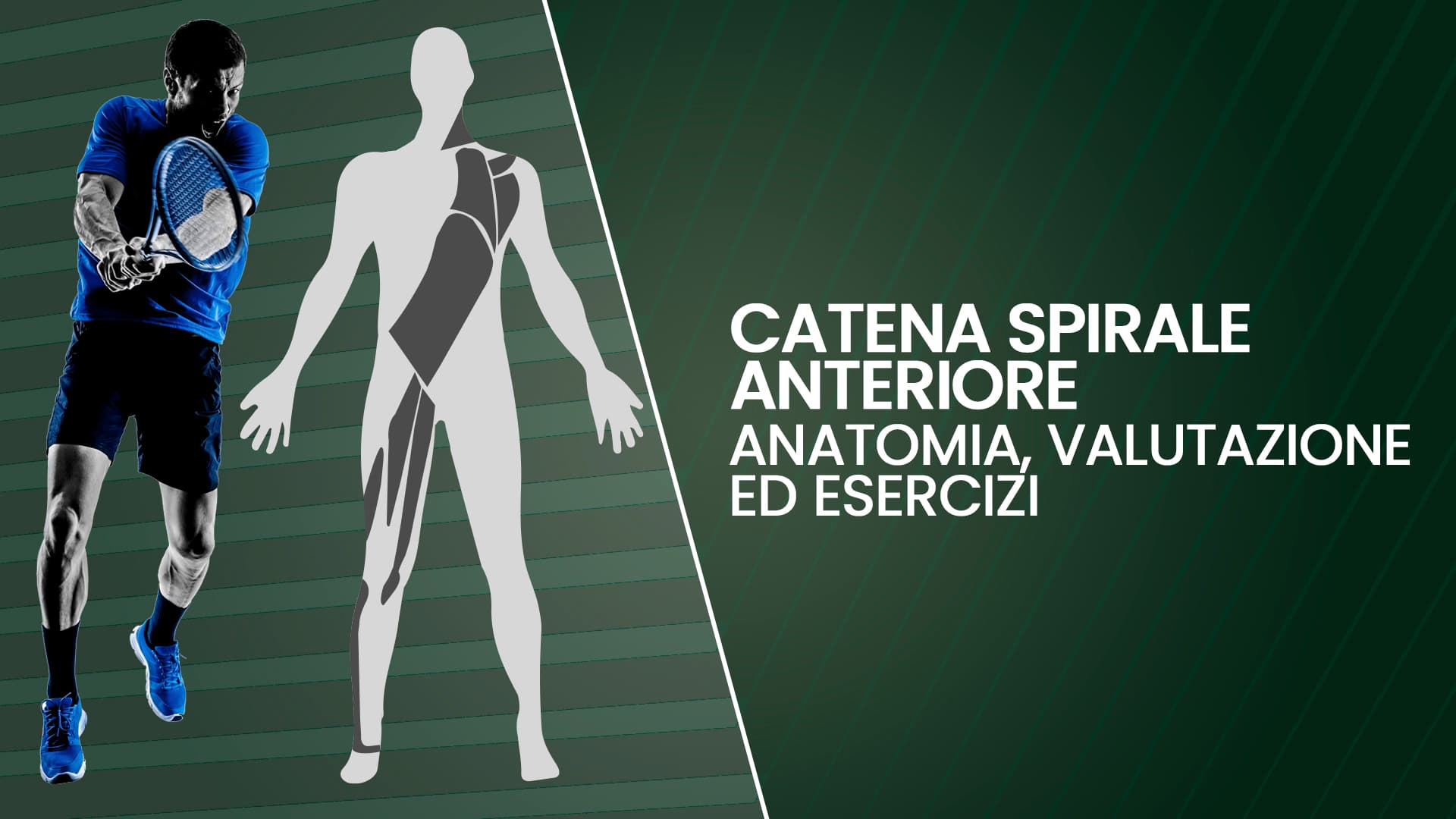 Catena spirale anteriore: anatomia, valutazione ed esercizi
