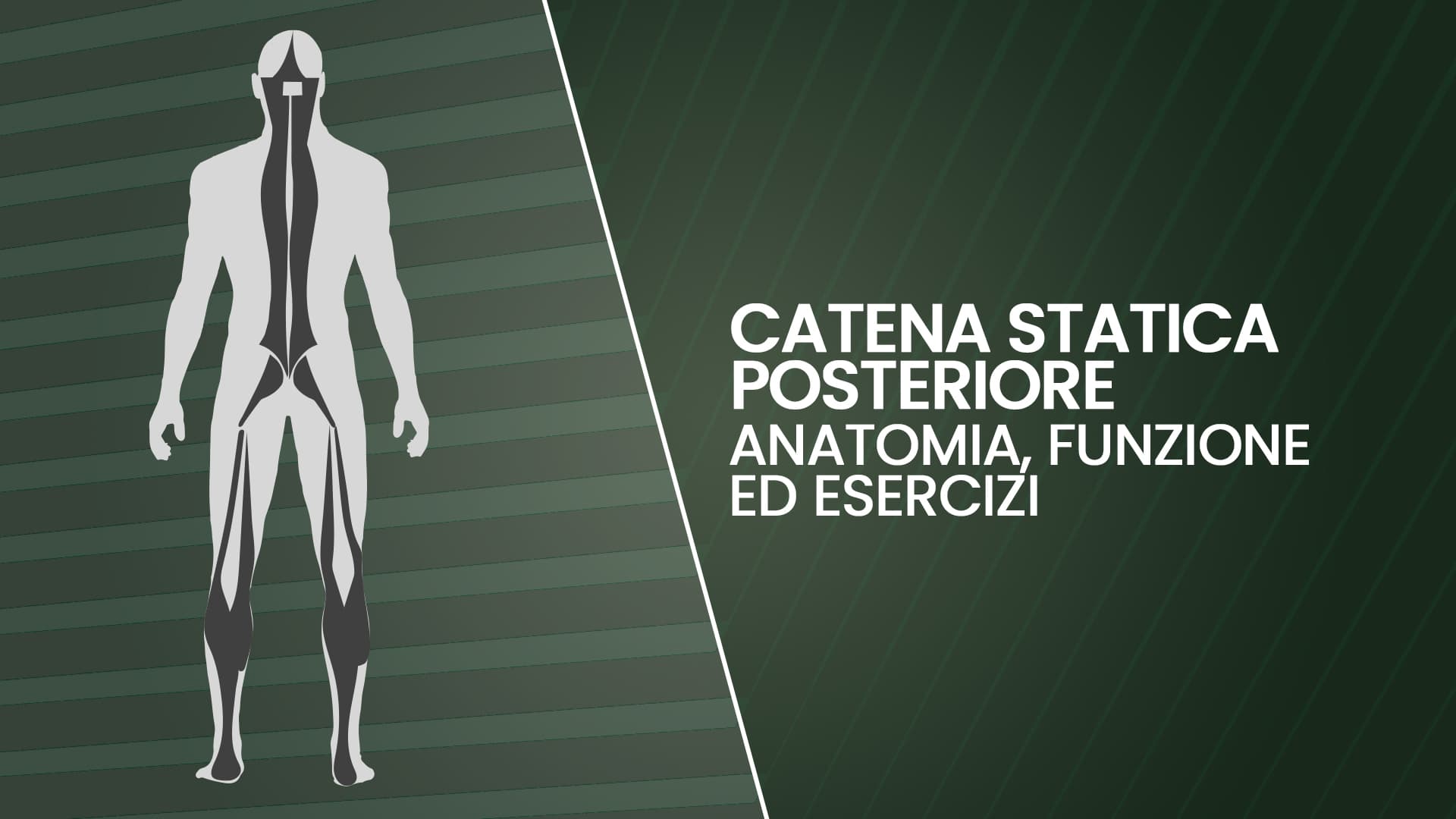 Catena statica posteriore: anatomia, funzione e esercizi