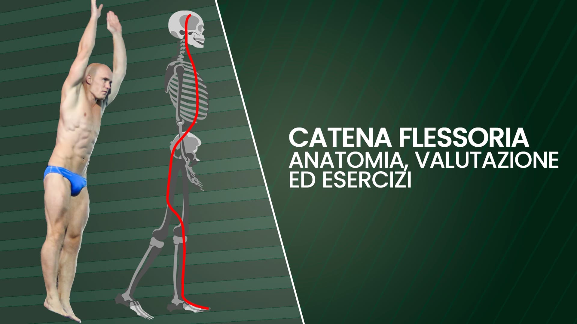 Catena Flessoria: anatomia, valutazione ed esercizi