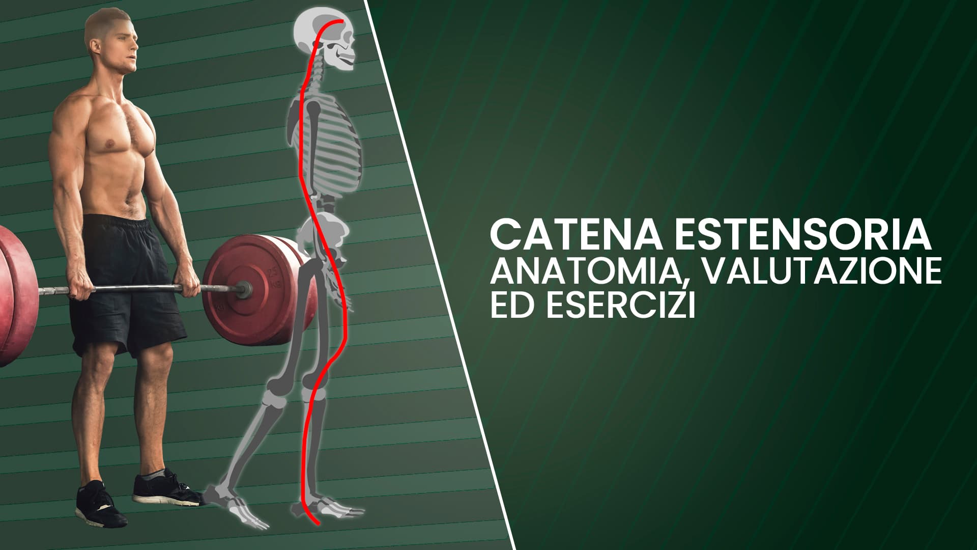 Catena estensoria: anatomia, valutazione ed esercizi