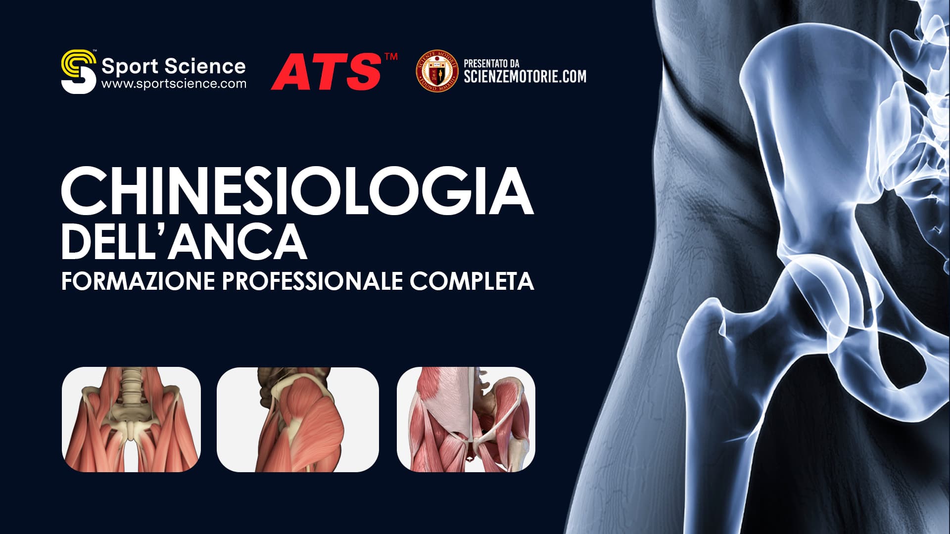 Chinesiologia dell'Anca