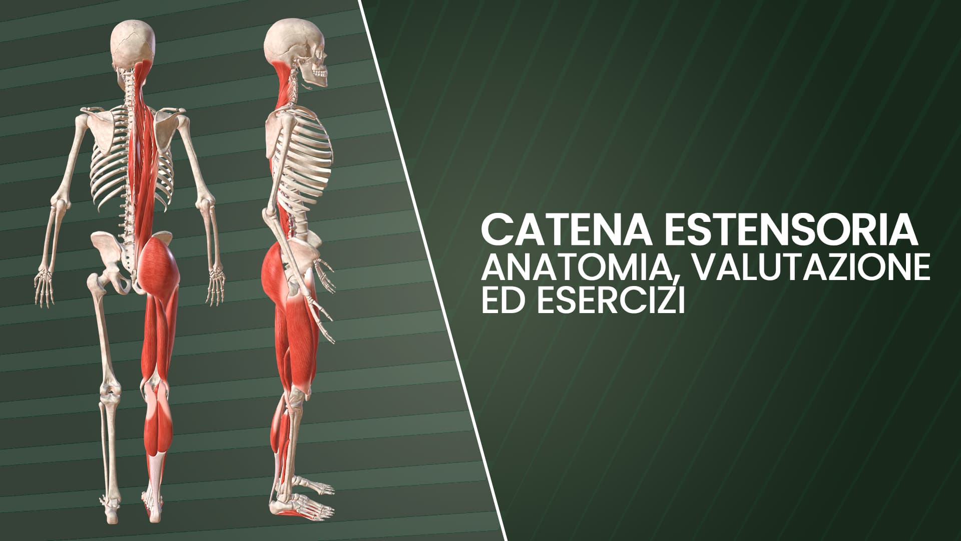 Ginnastica Correttiva e Catene Miofasciali: Catena Estensoria