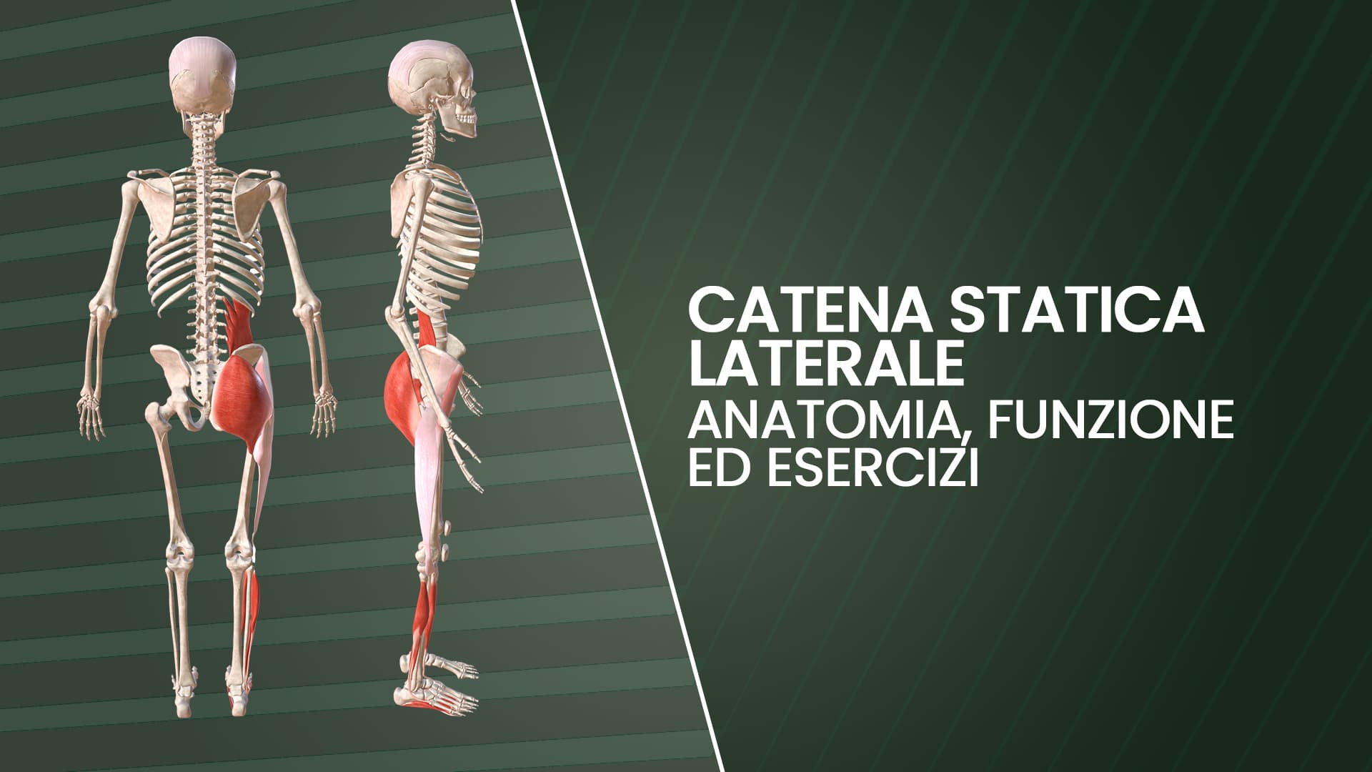 Ginnastica Correttiva e Catene Miofasciali: Catena Statica Laterale