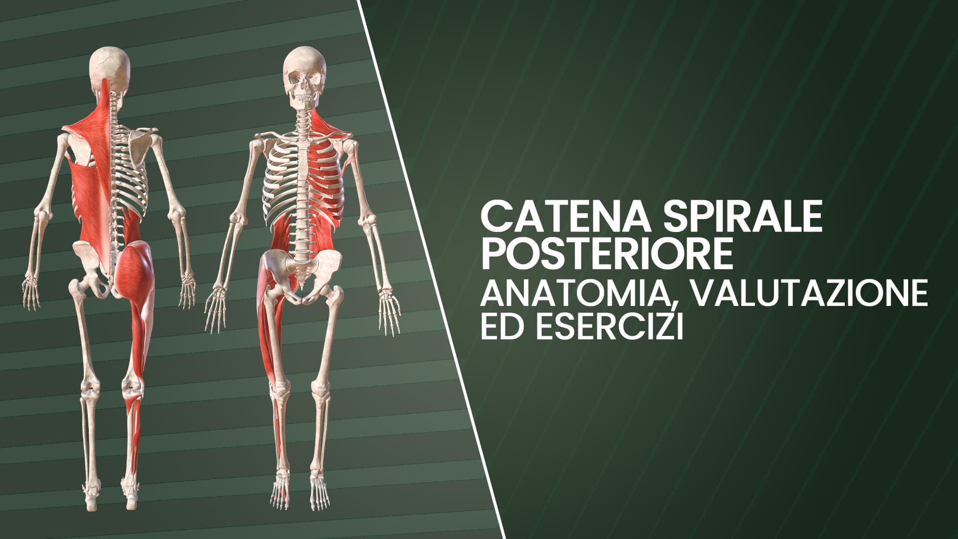 Ginnastica Correttiva e Catene Miofasciali: Catena Crociata Posteriore