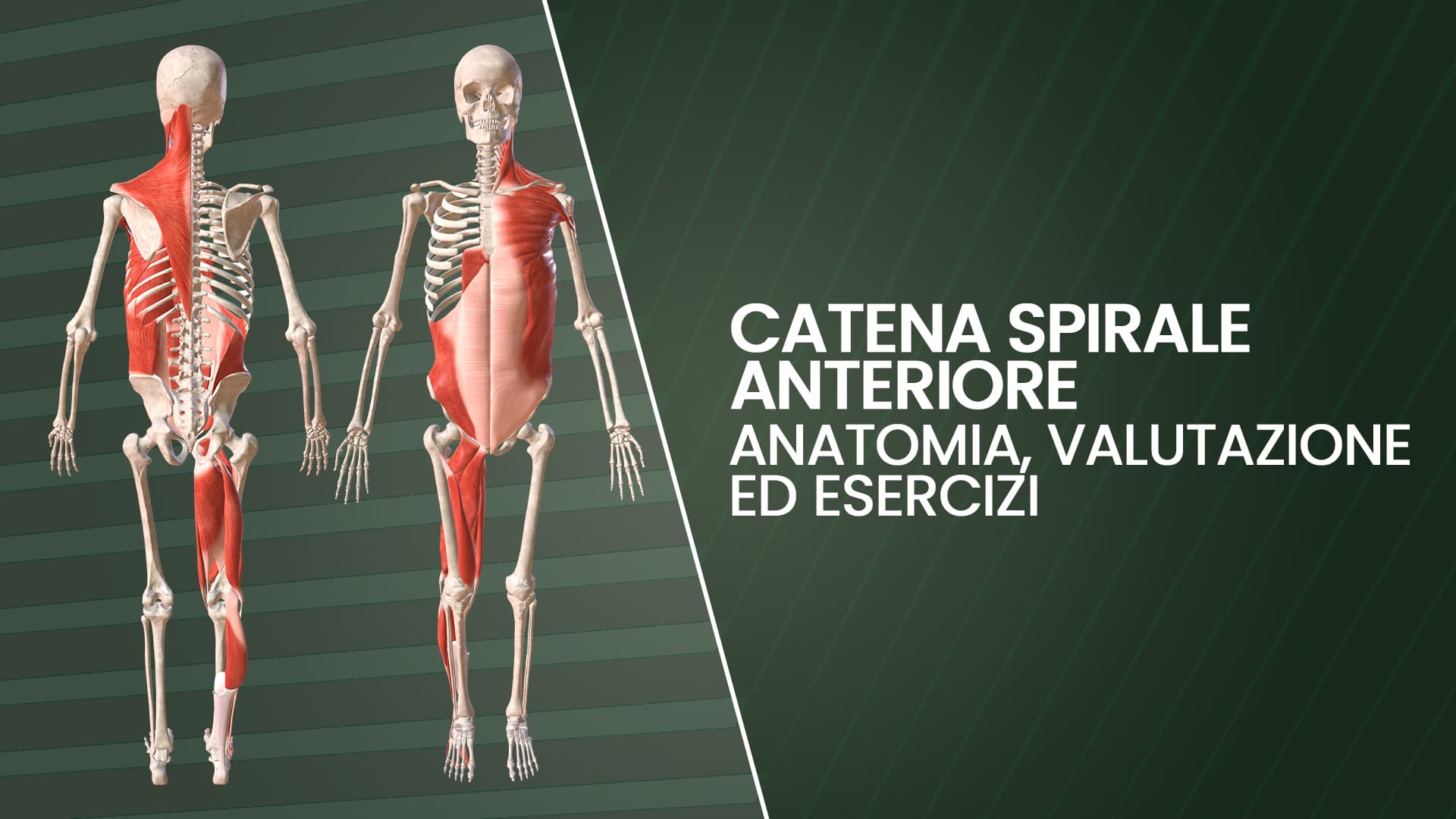 Ginnastica Correttiva e Catene Miofasciali: Catena Crociata Anteriore