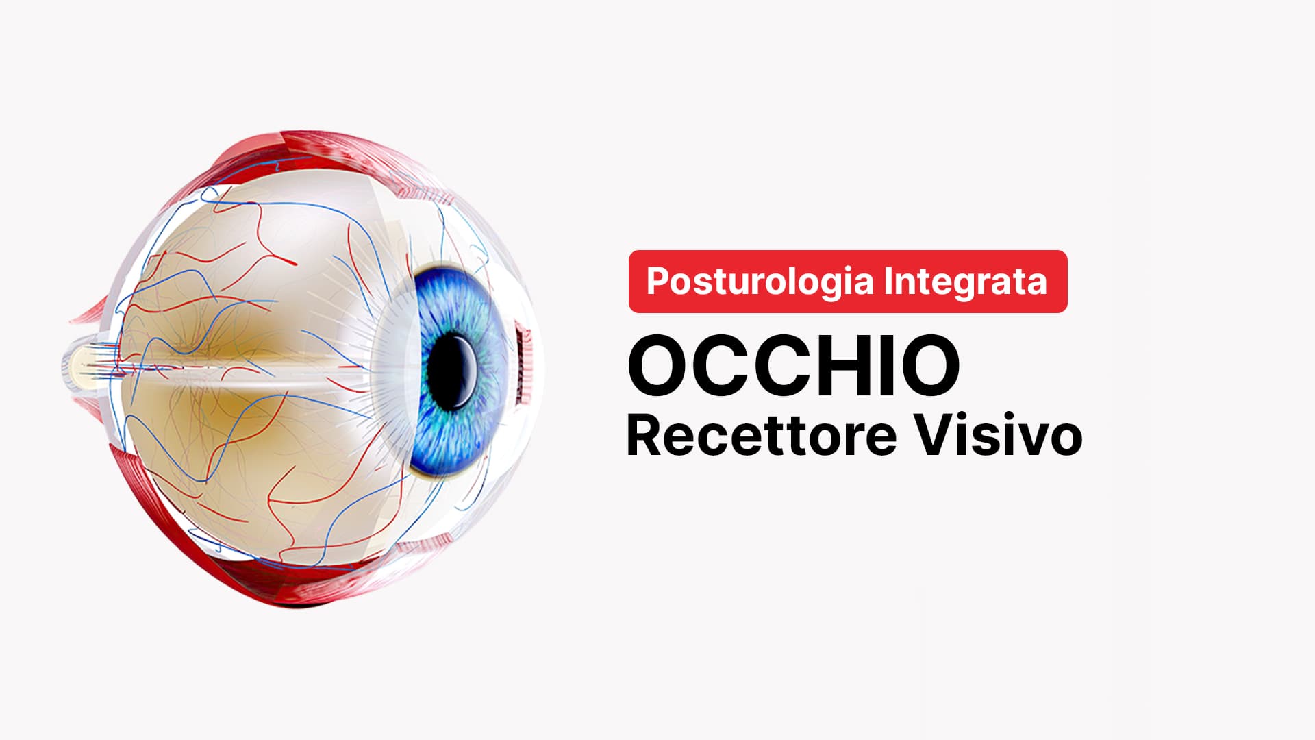 Recettore visivo: occhio