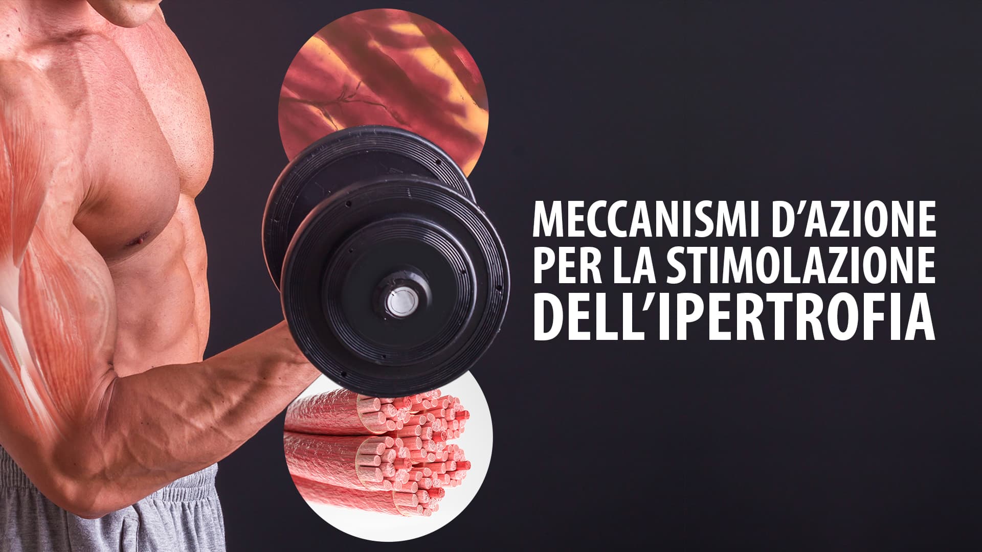 Meccanismi d'azione per la stimolazione dell'ipertrofia