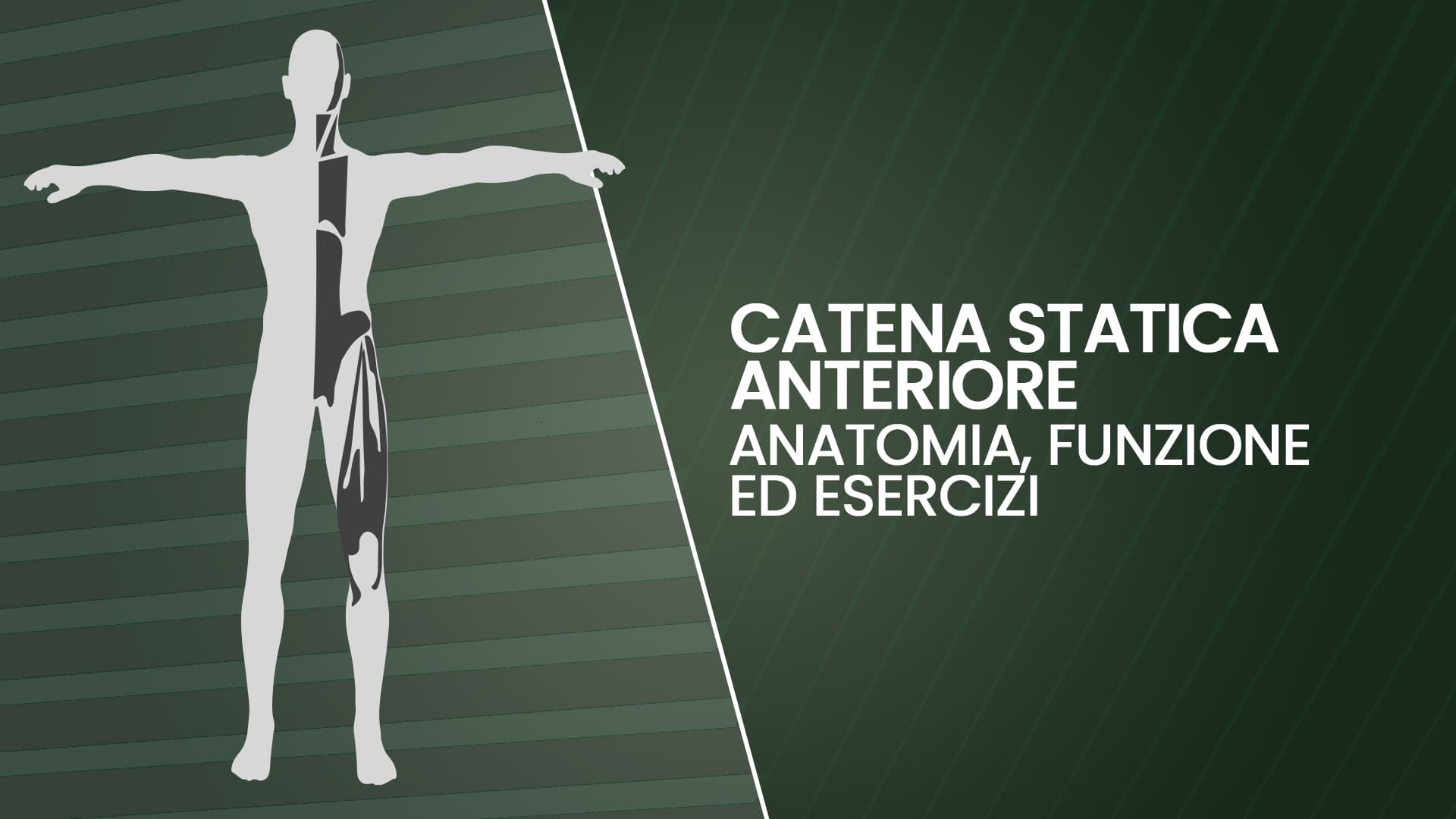 Catena statica anteriore: anatomia, funzione ed esercizi