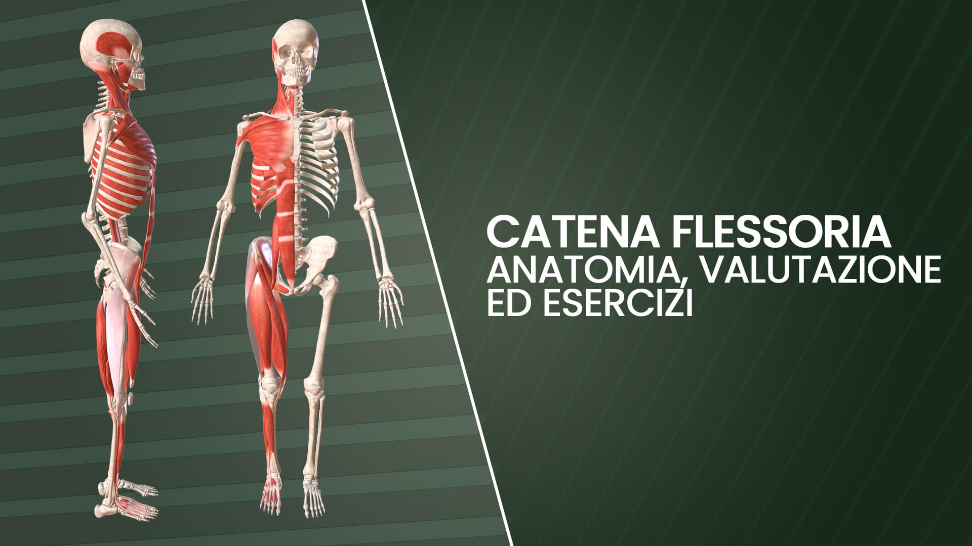 Catena flessoria: anatomia, valutazione ed esercizi
