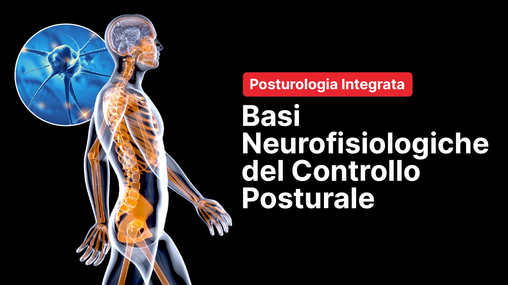 Basi neurofisiologiche del controllo posturale